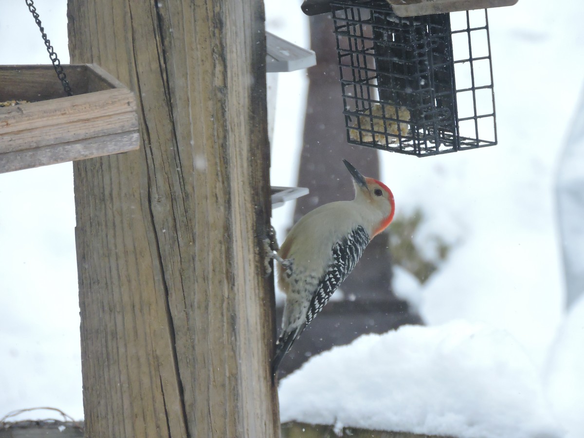 Pic à ventre roux - ML646353153