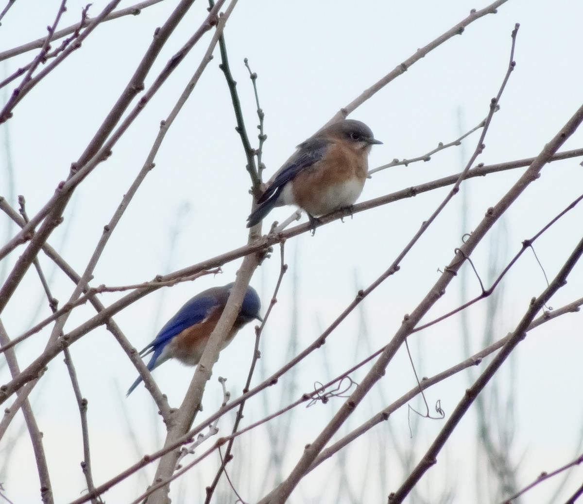 Блакитник східний - ML646353154