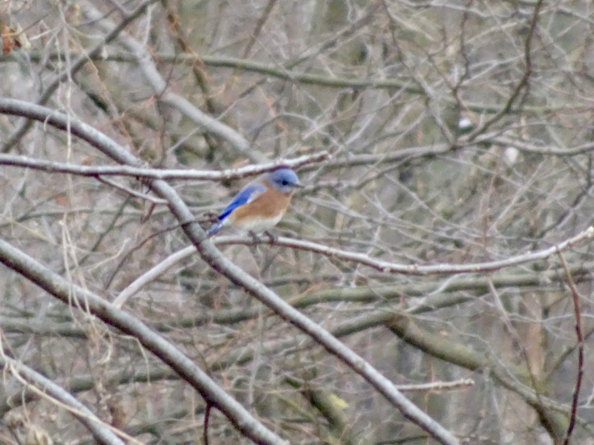 Блакитник східний - ML646353155