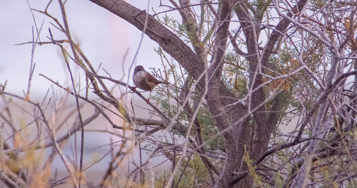 Samtkopf-Grasmücke - ML646353156