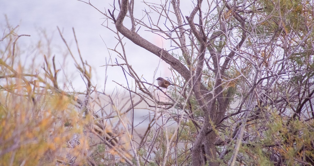 Samtkopf-Grasmücke - ML646353159