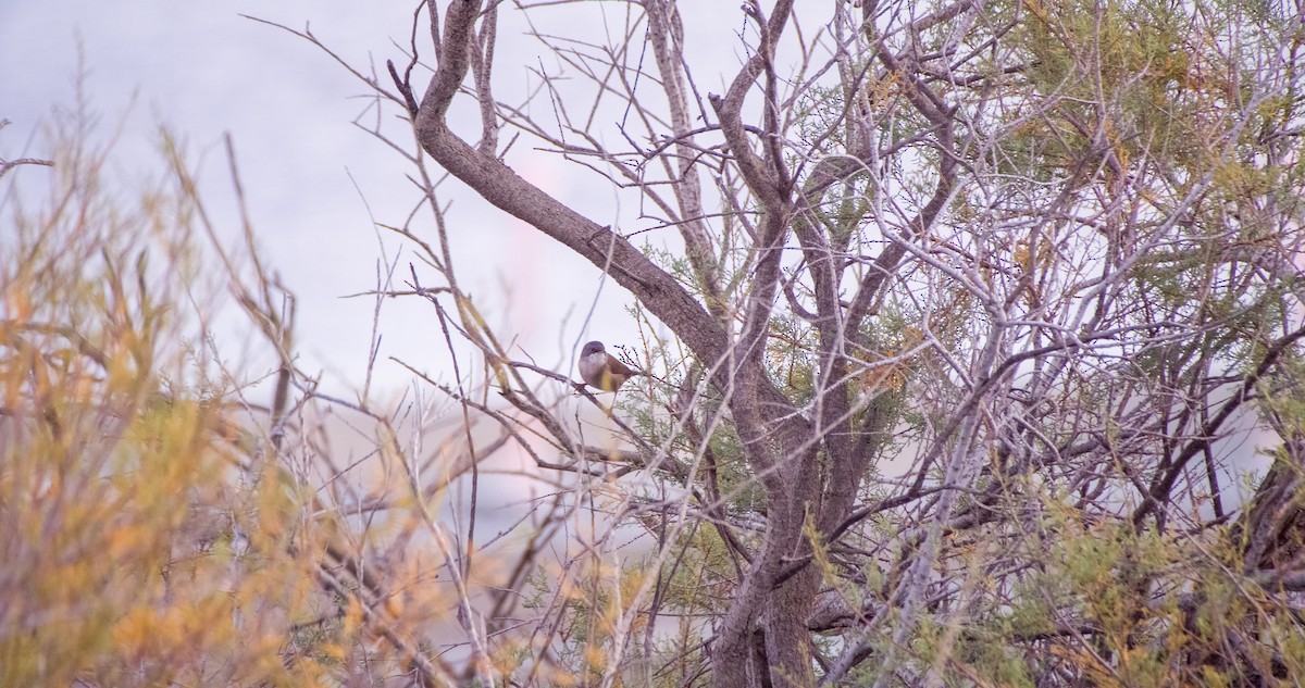 Samtkopf-Grasmücke - ML646353160