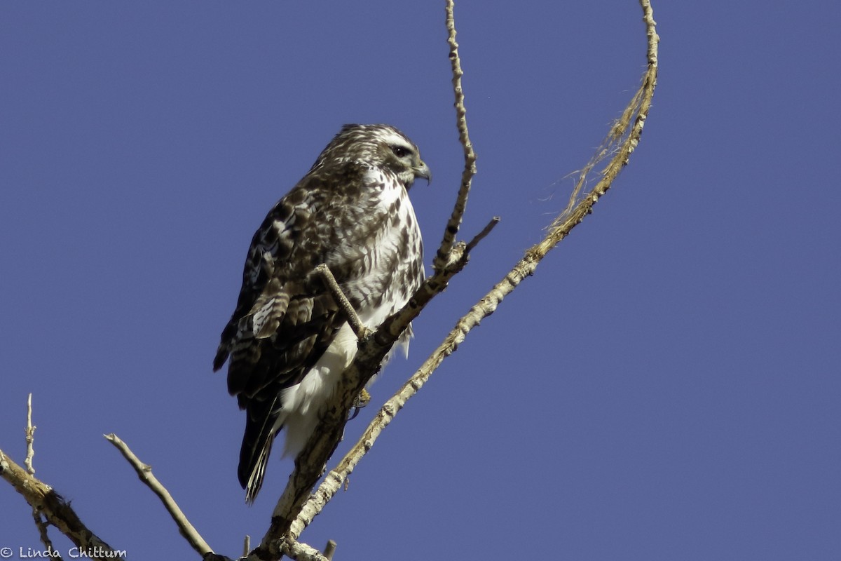 káně rudochvostá (ssp. harlani) - ML646353162