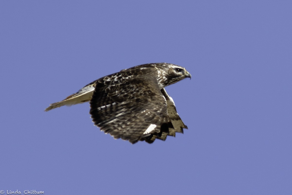 káně rudochvostá (ssp. harlani) - ML646353163