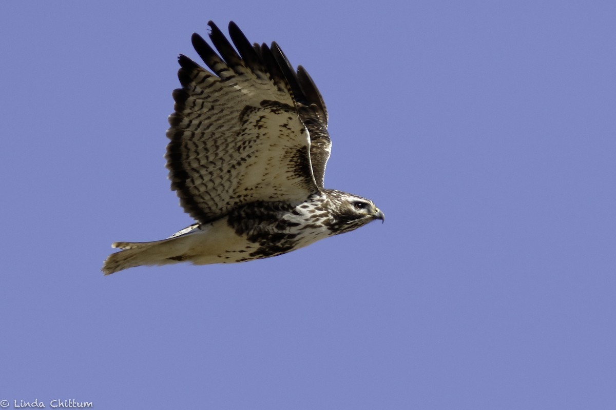 káně rudochvostá (ssp. harlani) - ML646353164