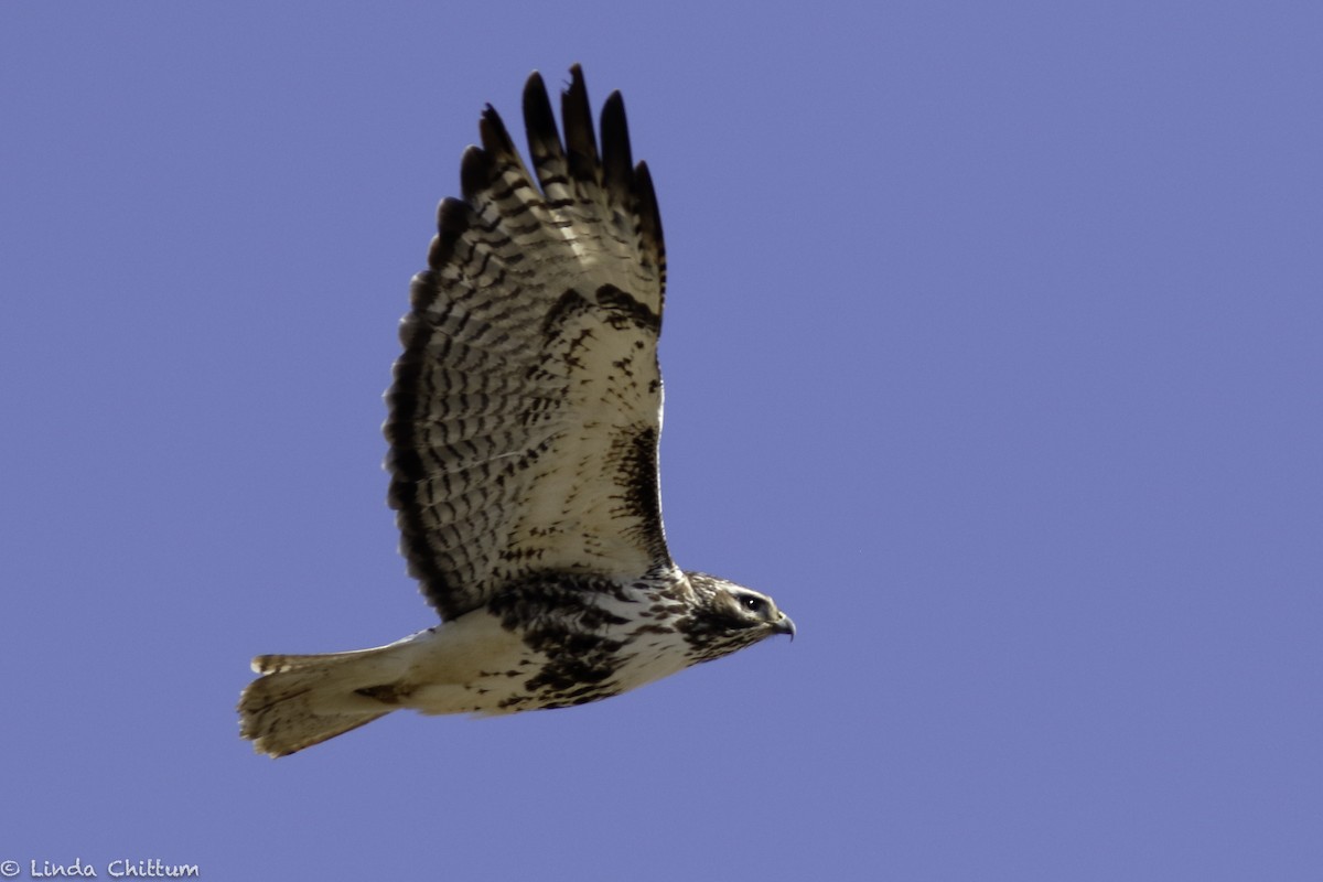 káně rudochvostá (ssp. harlani) - ML646353165