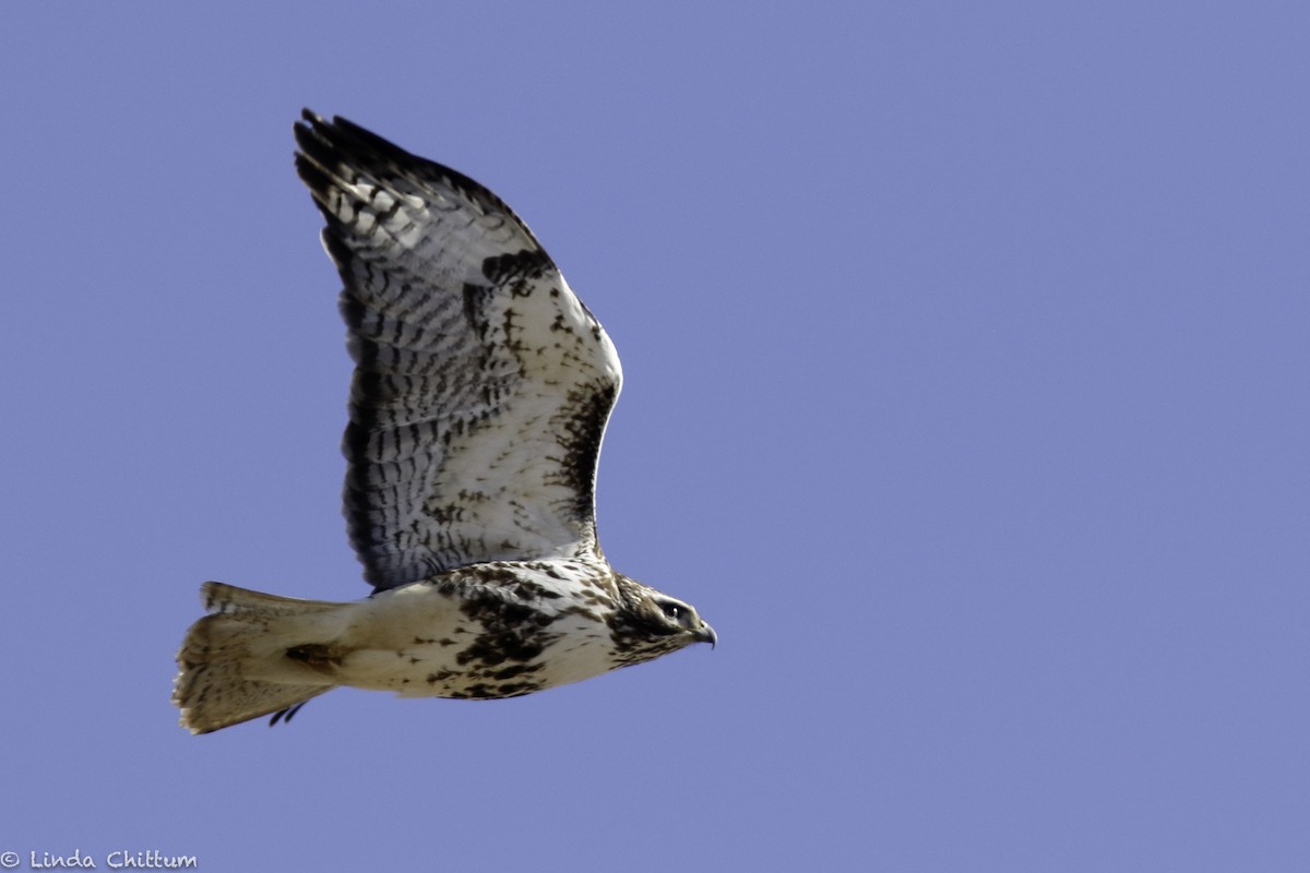 káně rudochvostá (ssp. harlani) - ML646353167