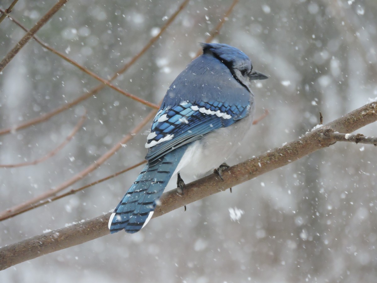 Blue Jay - ML646353169