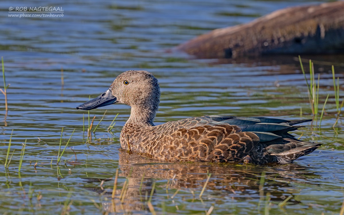 Cape Shoveler - ML646353170