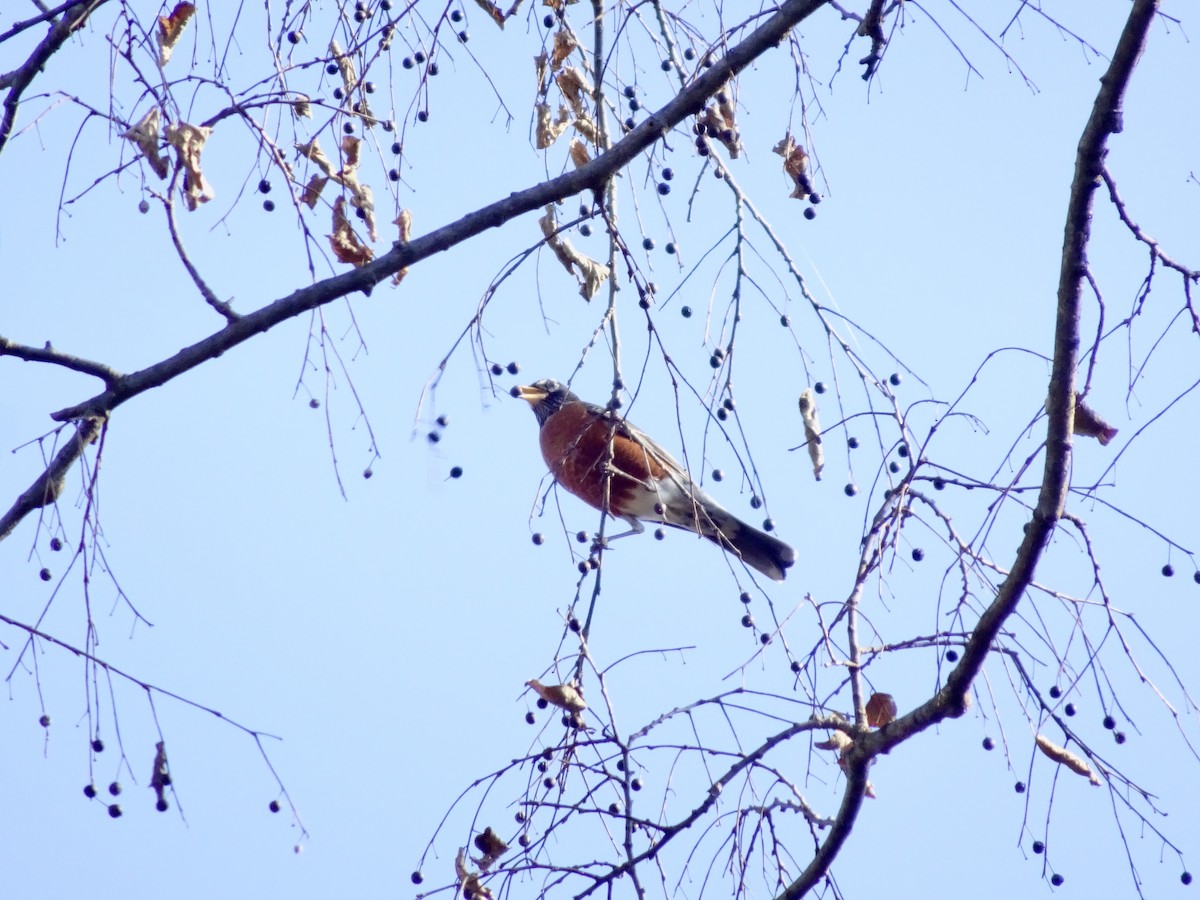 Дрізд мандрівний - ML646353172