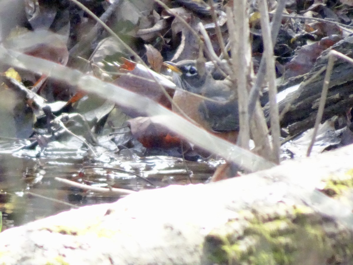 Дрізд мандрівний - ML646353173