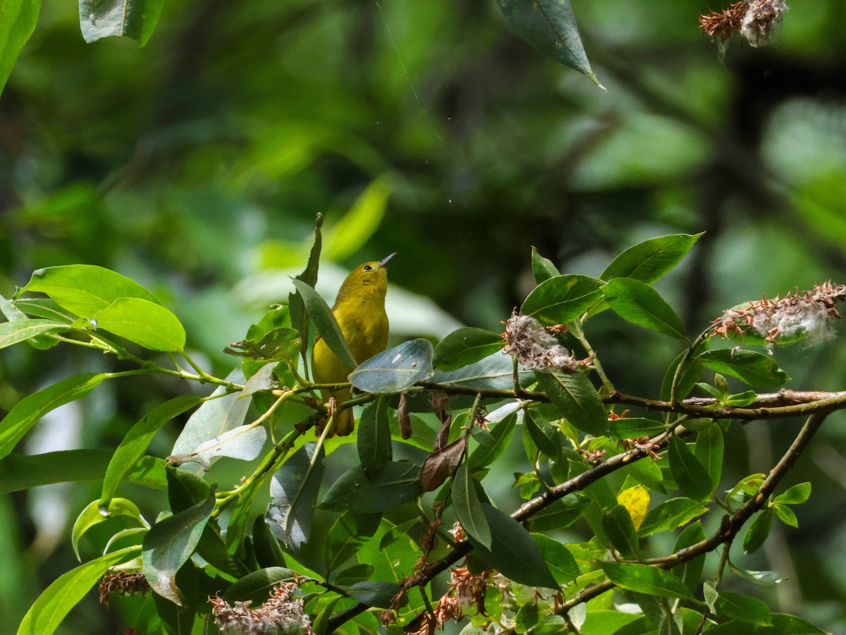 Northern Yellow Warbler - ML646353174