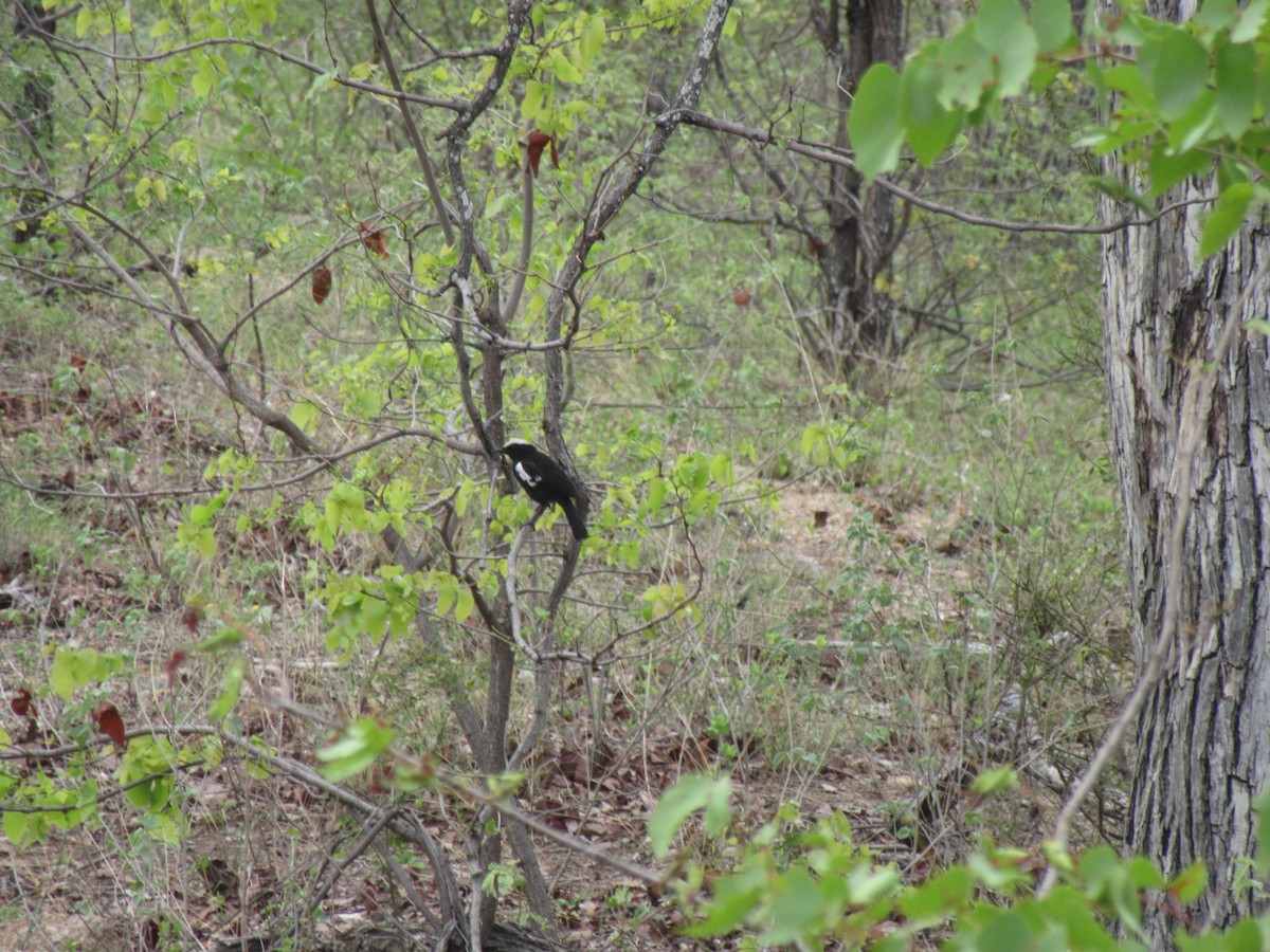 Arnot's Chat (Arnot's) - ML646353175