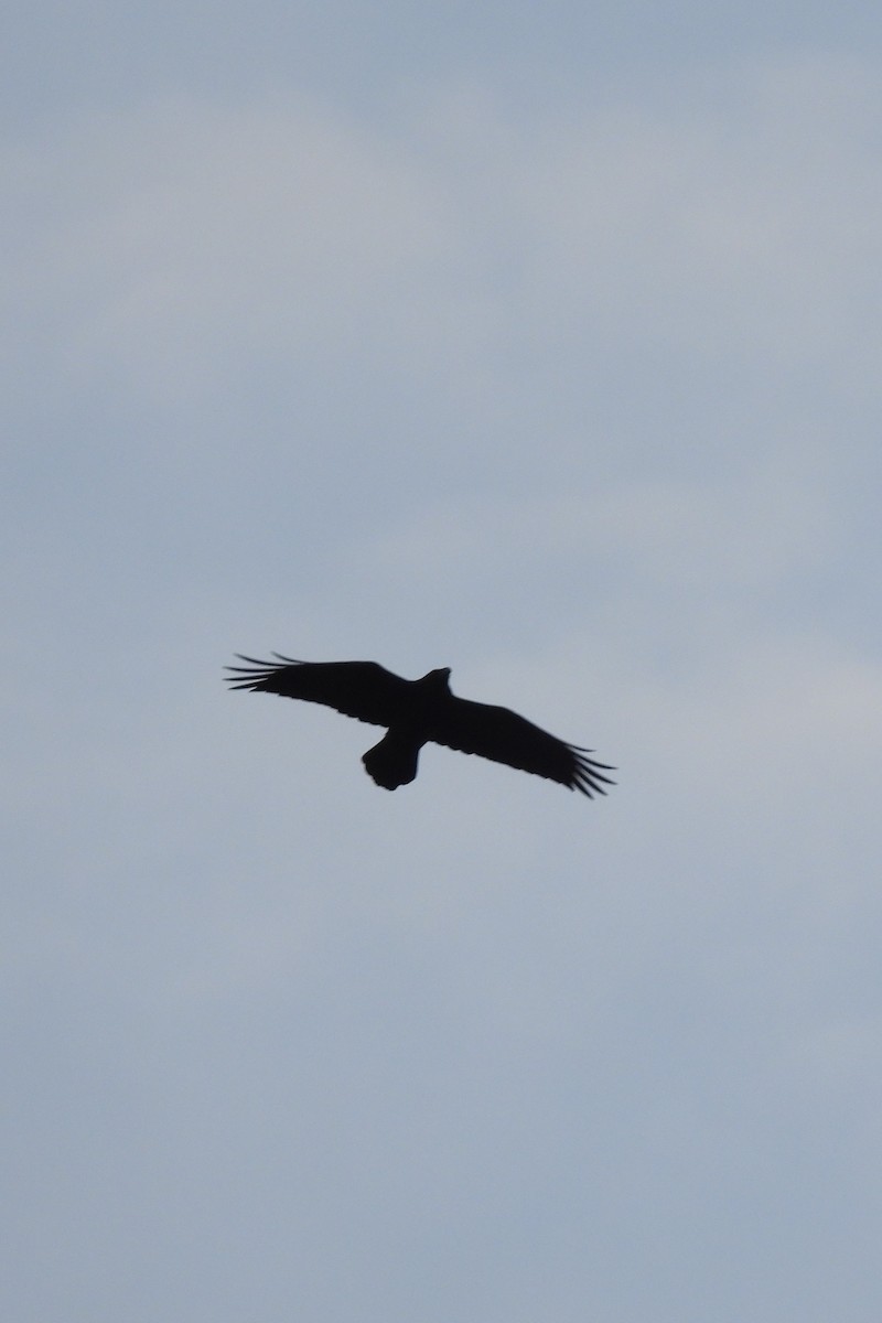 Common Raven - ML646353177