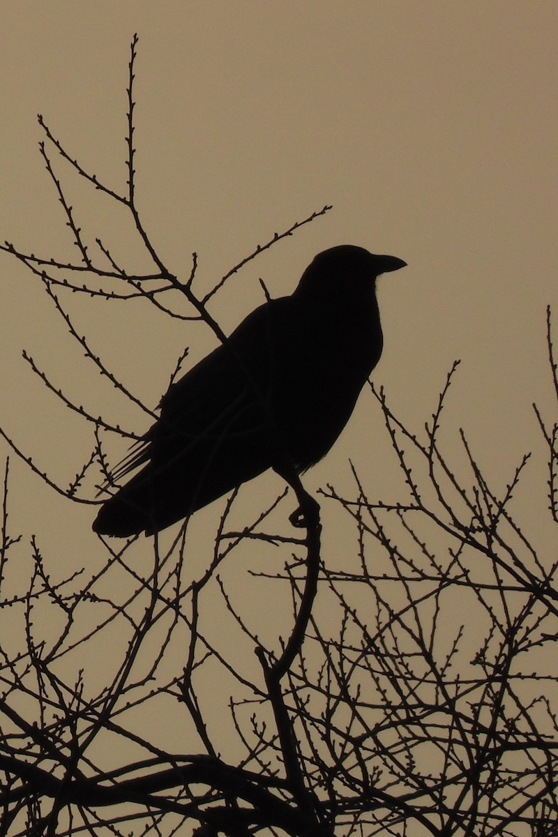 Common Raven - ML646353178