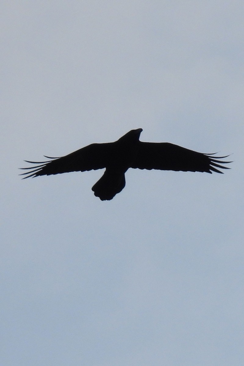 Common Raven - ML646353179