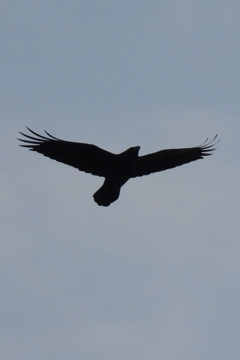 Common Raven - ML646353180