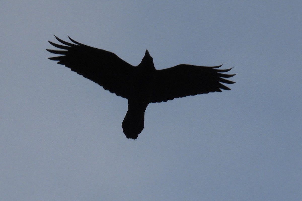 Common Raven - ML646353181
