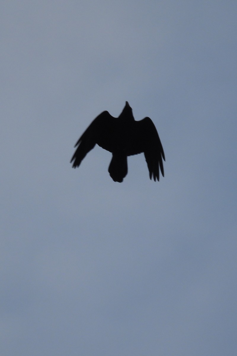 Common Raven - ML646353182