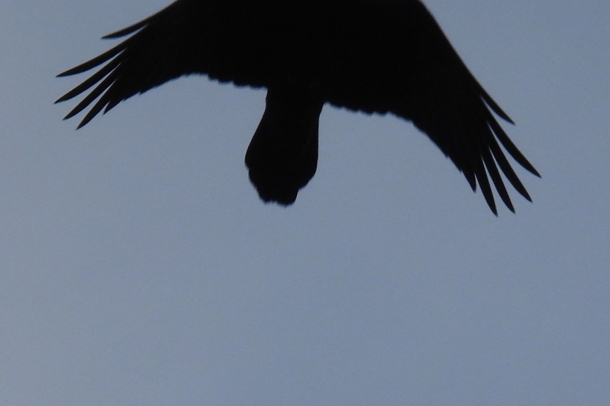 Common Raven - ML646353183