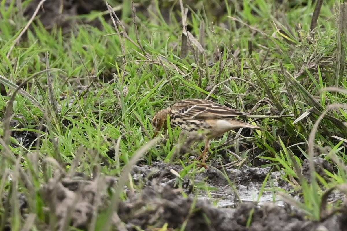 Red-throated Pipit - ML646353187