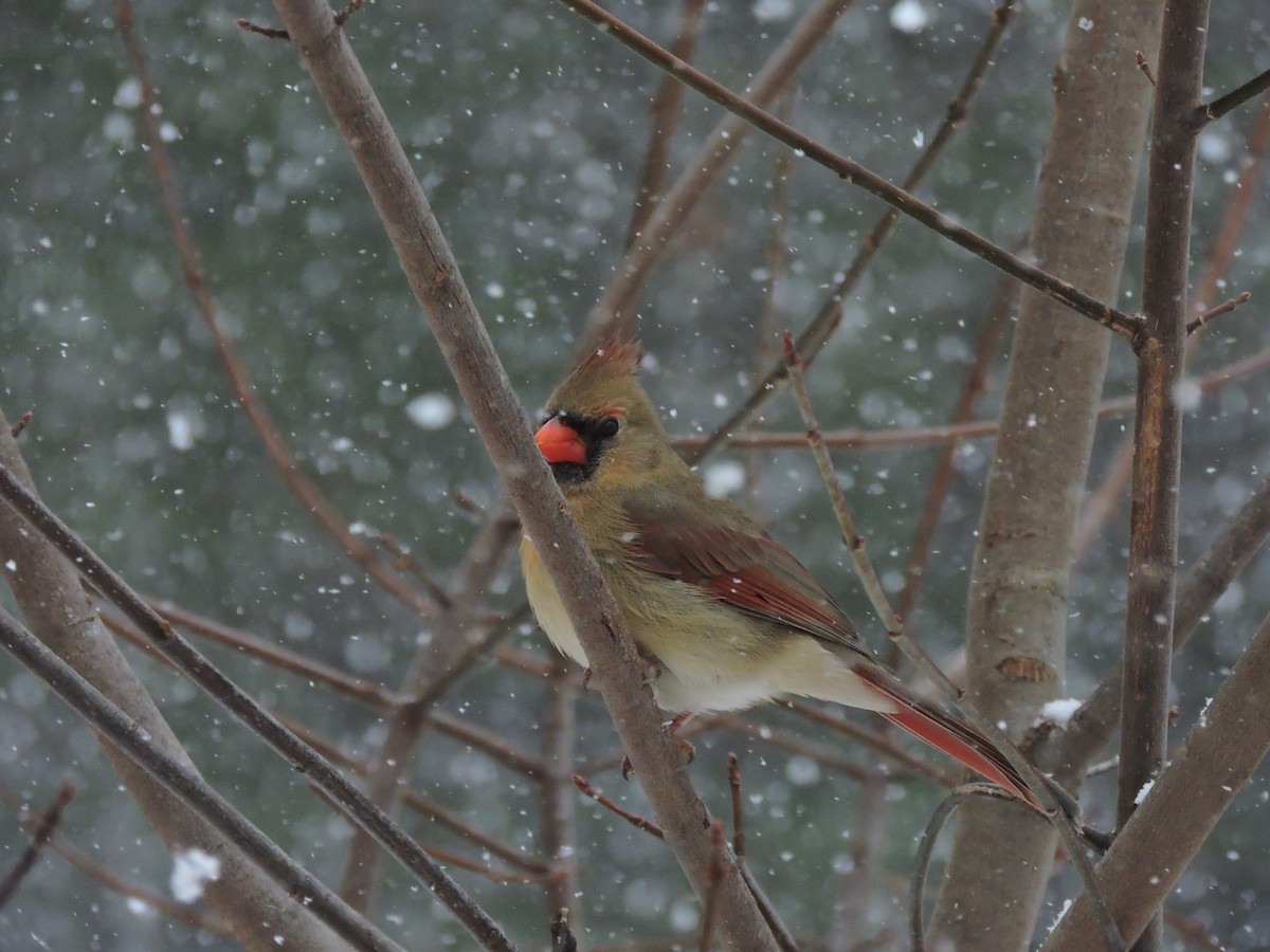 Northern Cardinal (Common) - ML646353188