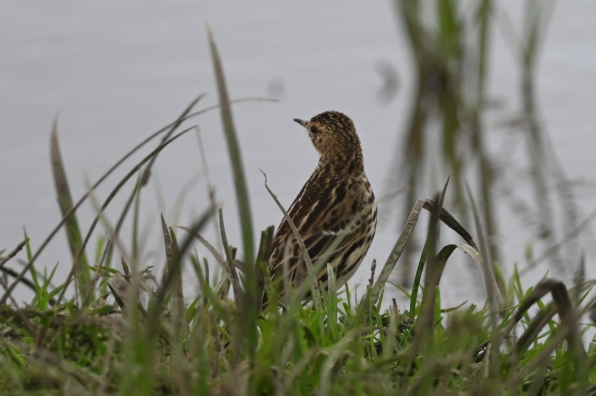 Red-throated Pipit - ML646353189