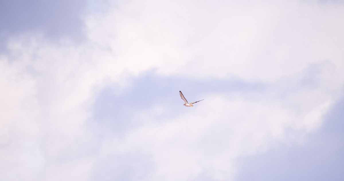 Eurasian Thick-knee - ML646353192