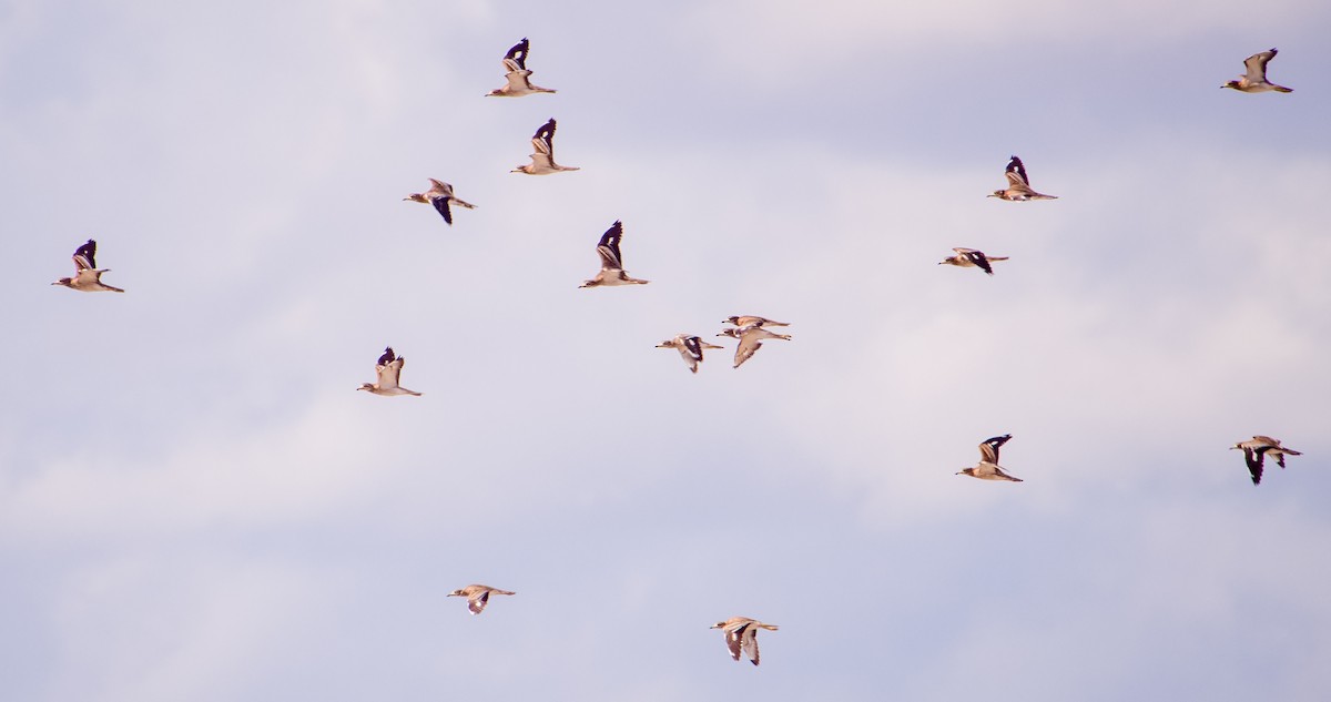 Eurasian Thick-knee - ML646353193