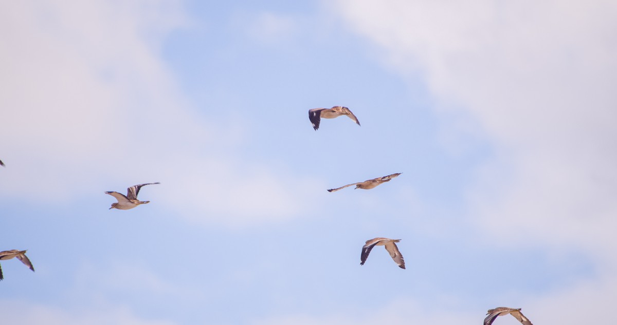 Eurasian Thick-knee - ML646353194