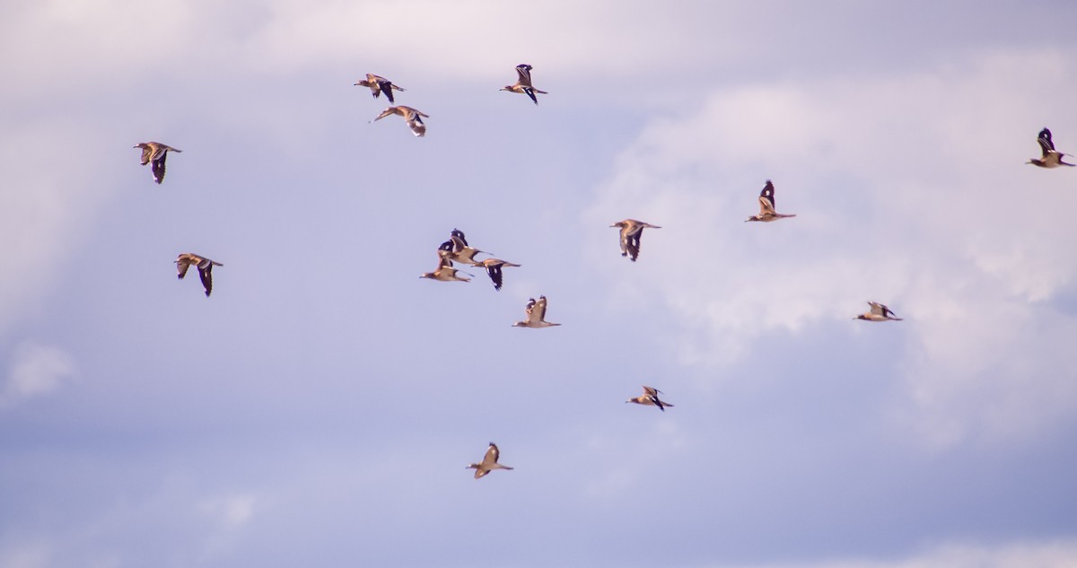 Eurasian Thick-knee - ML646353195