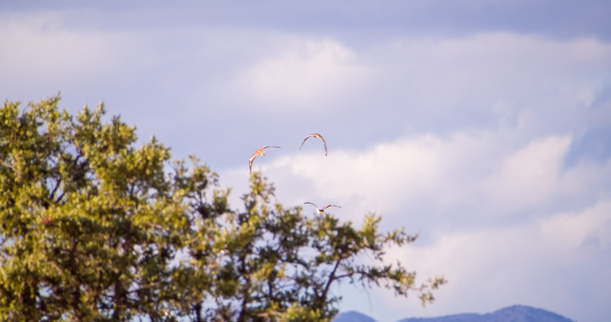 Eurasian Thick-knee - ML646353196