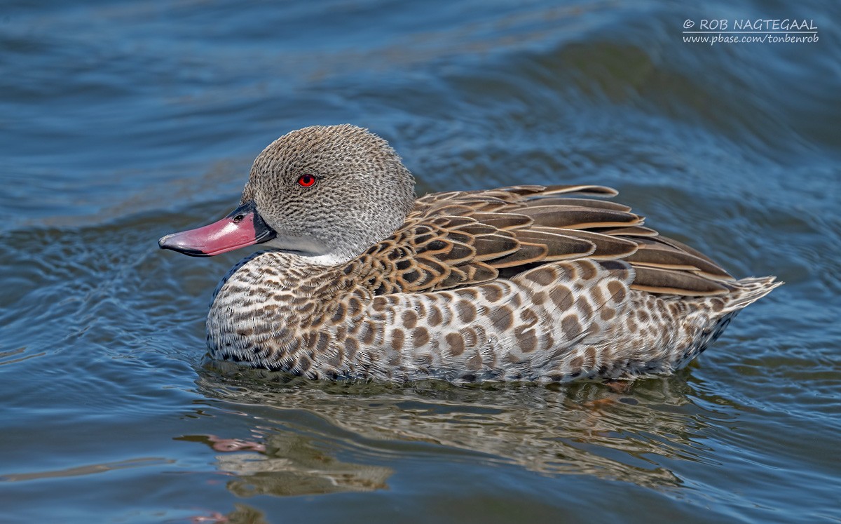 Cape Teal - ML646353198