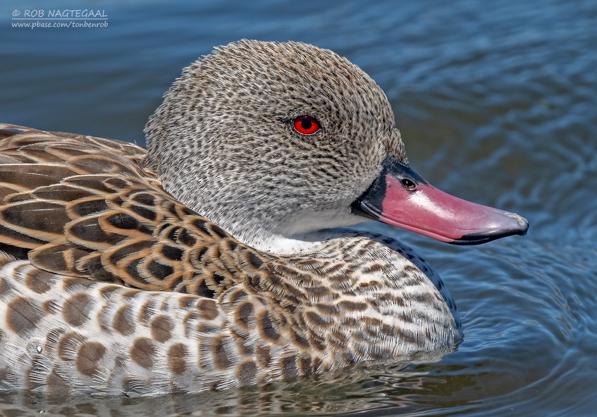 Cape Teal - ML646353199