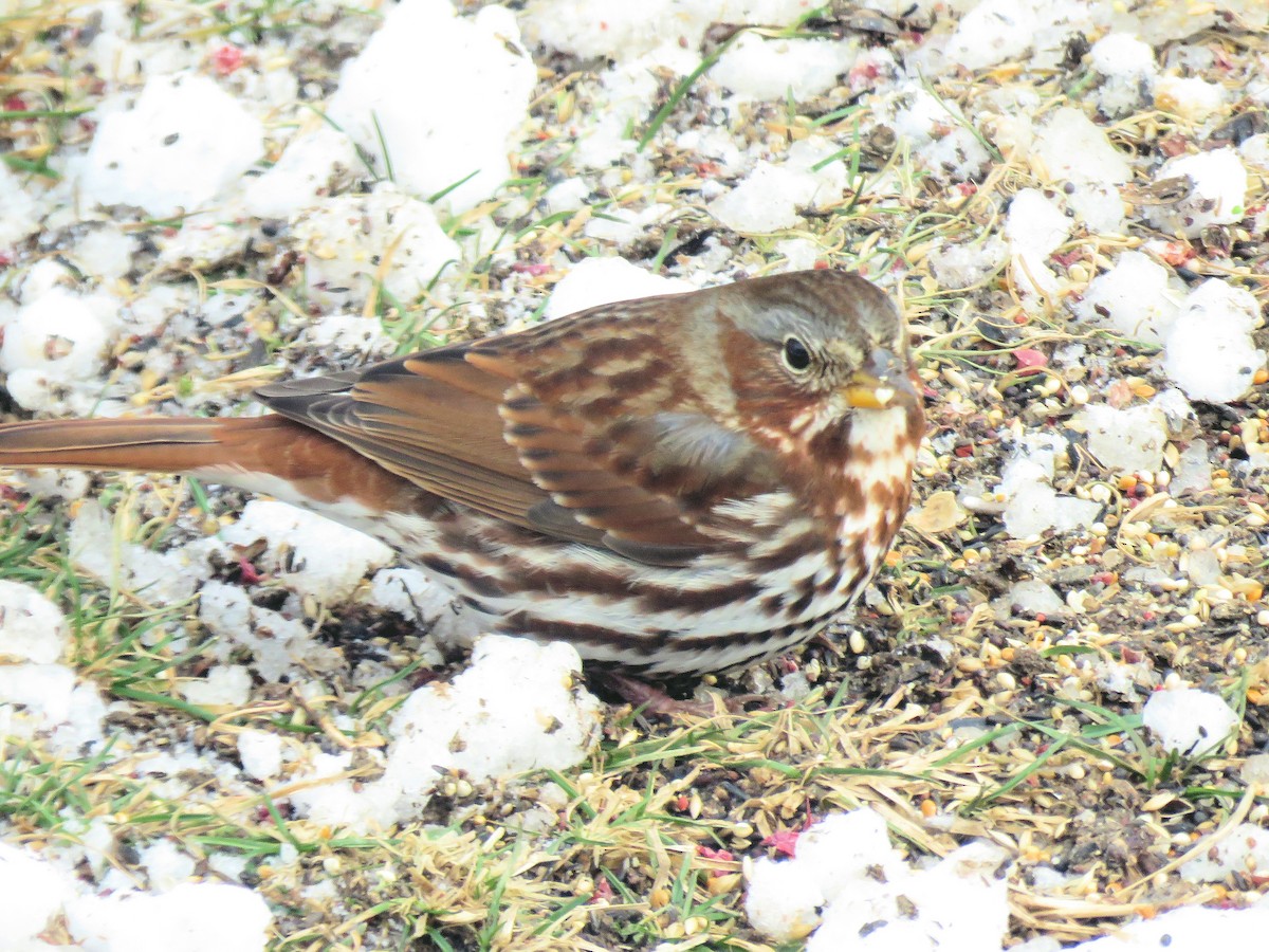 Fox Sparrow - ML646353200