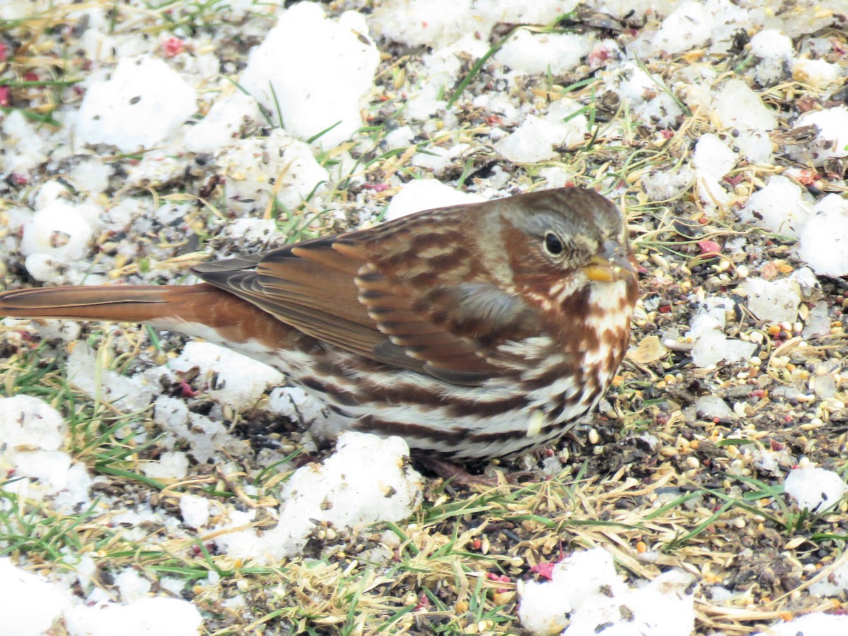 Fox Sparrow - ML646353201