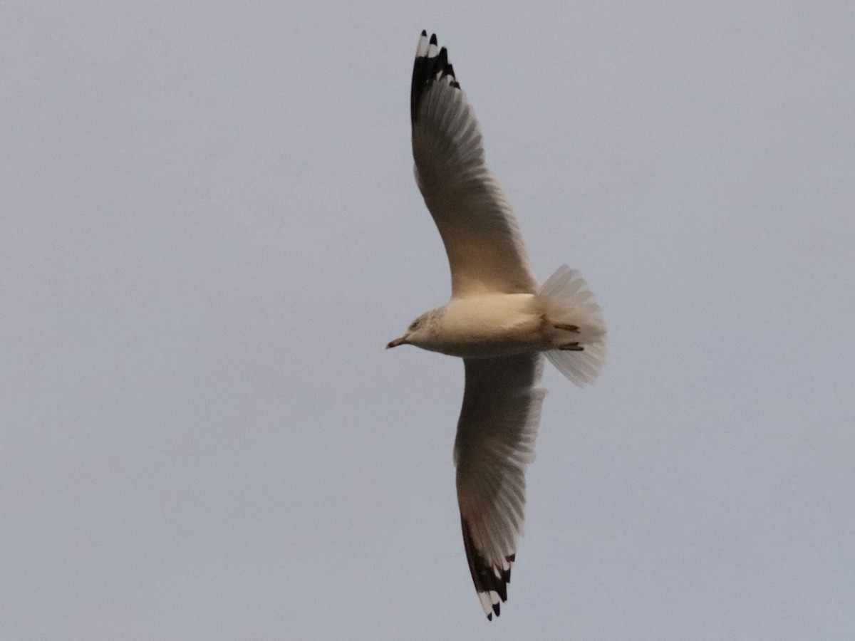 Ring-billed Gull - ML646353203