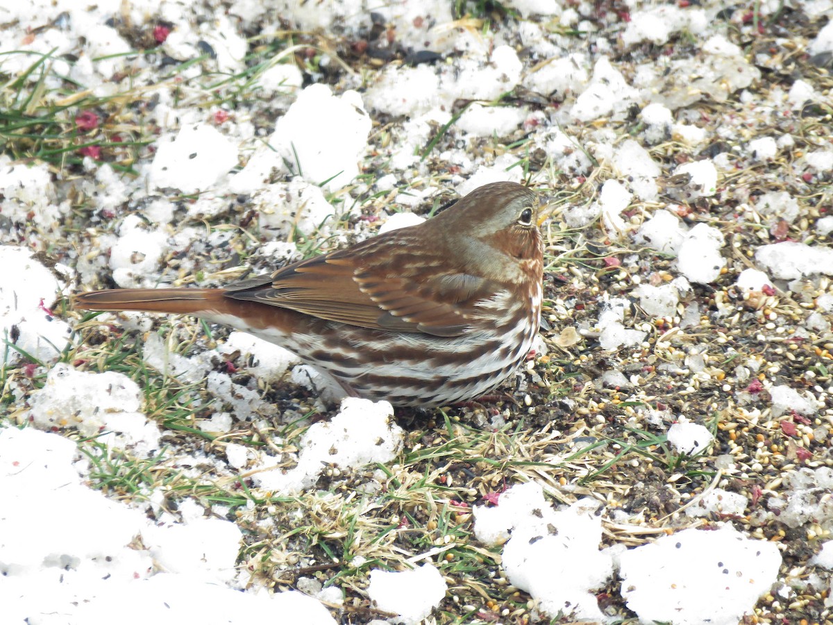 Пасовник рябогрудий - ML646353204