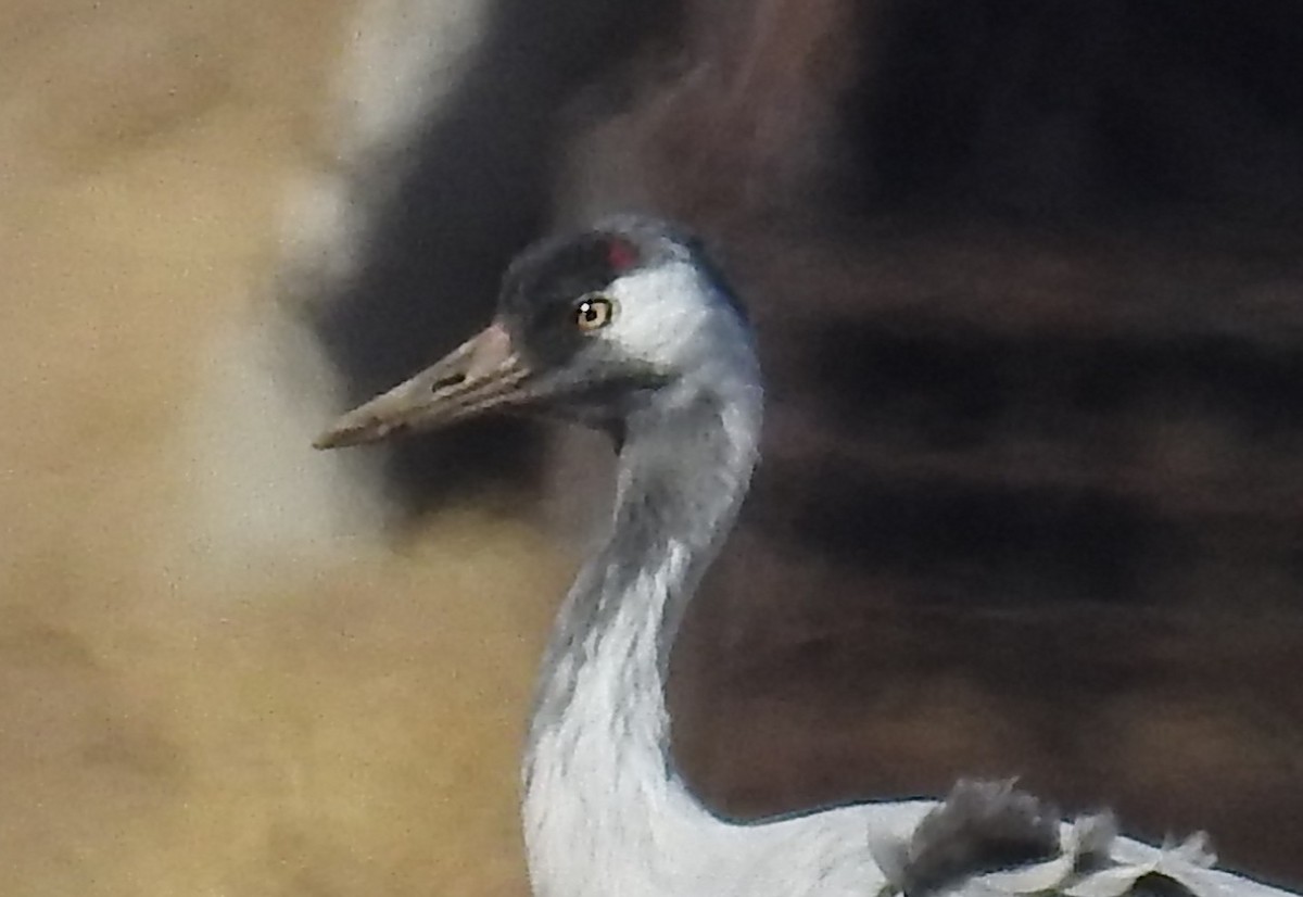 Common Crane - ML646353205