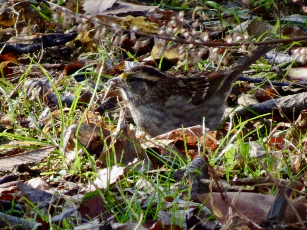 White-throated Sparrow - ML646353207