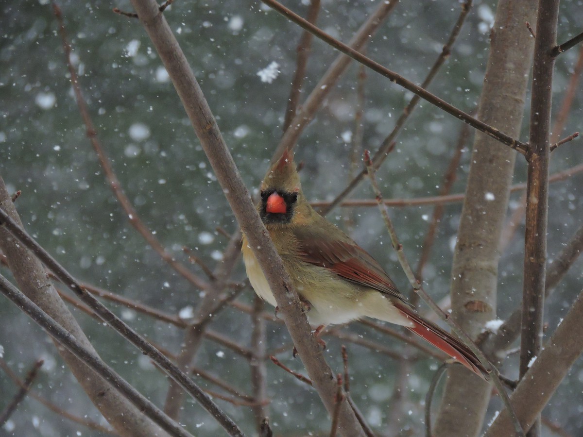 Northern Cardinal (Common) - ML646353208
