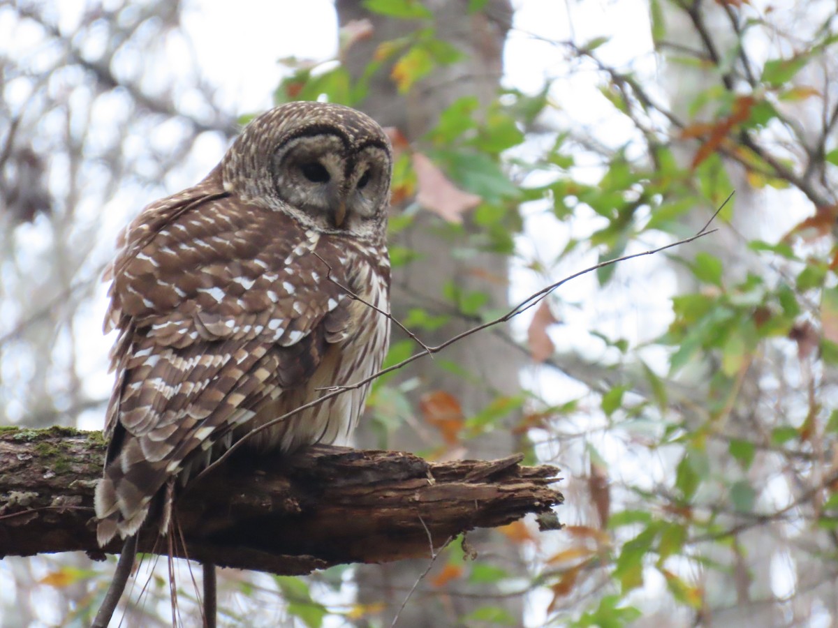 Barred Owl - ML646353211