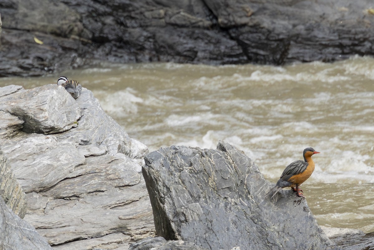 Torrent Duck - ML646353212