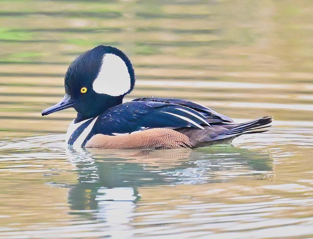 Hooded Merganser - ML646353213