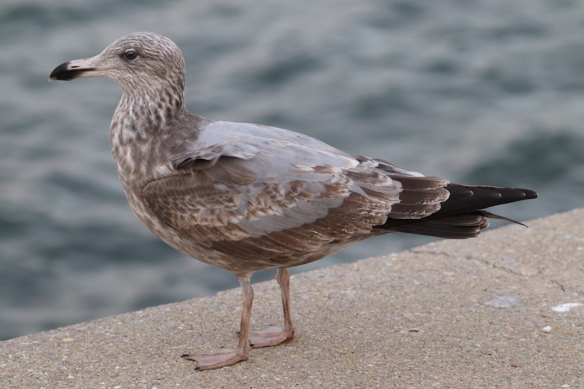 American Herring Gull - ML646353214