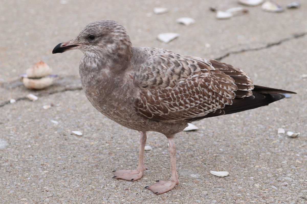 American Herring Gull - ML646353215