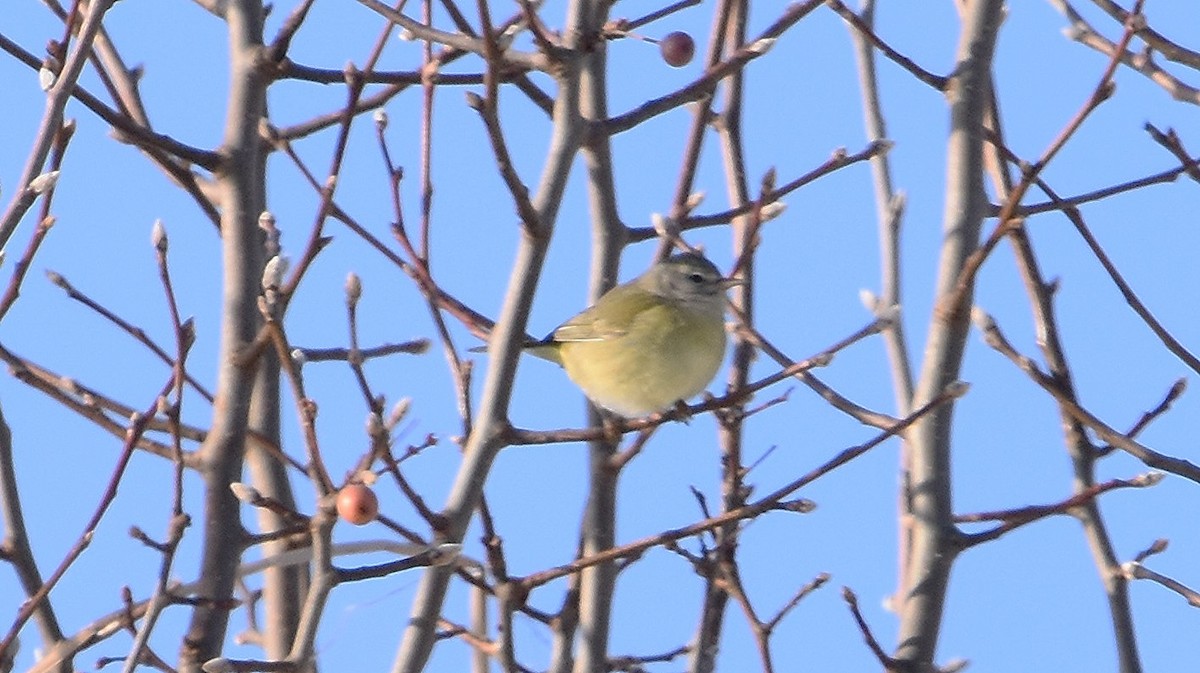 Orange-crowned Warbler - ML646353216