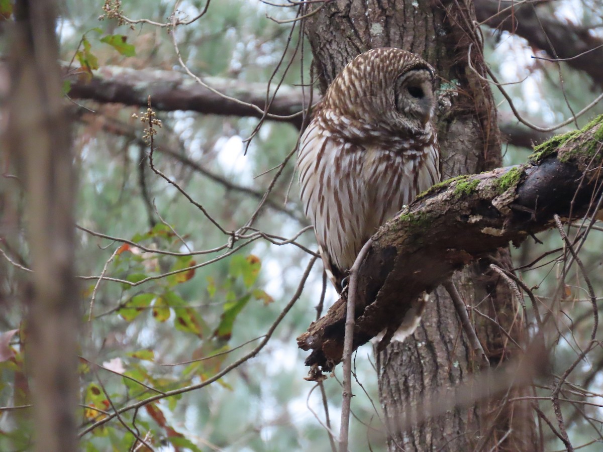 Barred Owl - ML646353218
