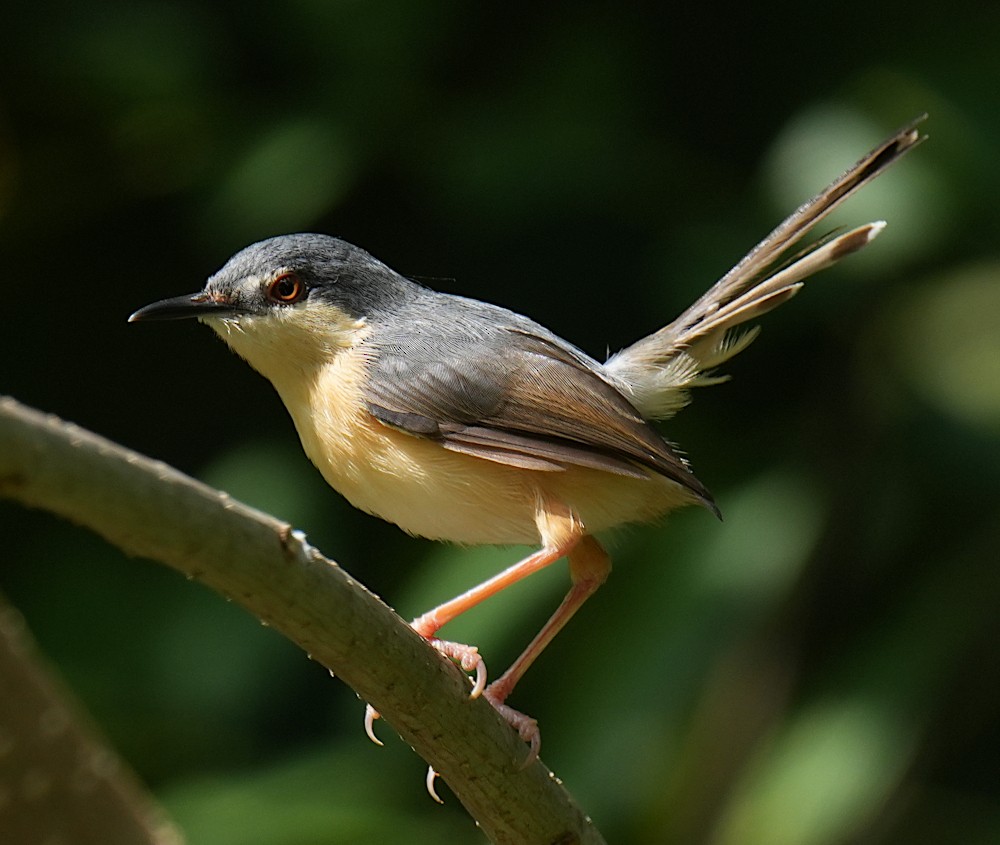 Ashy Prinia - ML646353219