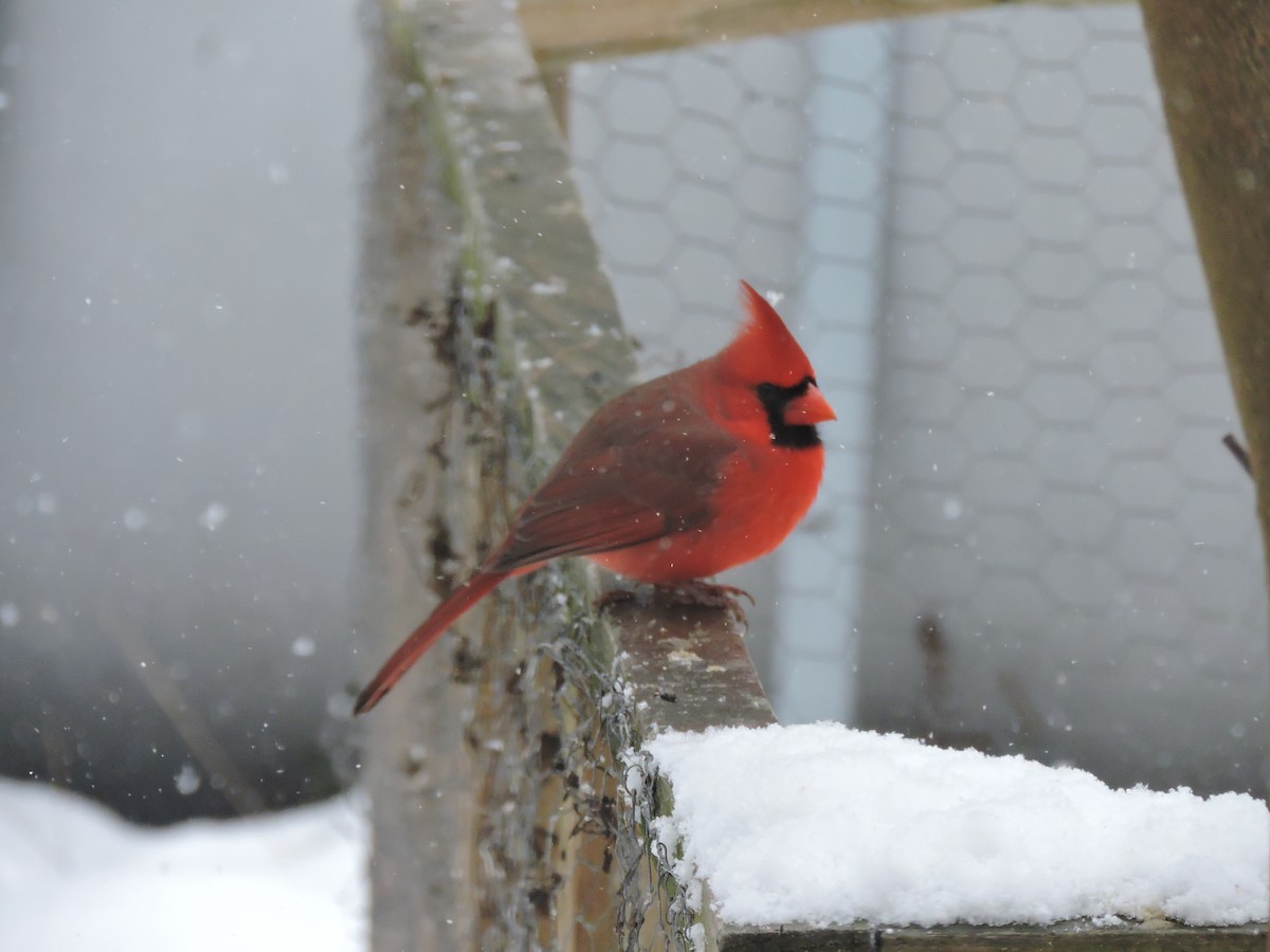 Northern Cardinal (Common) - ML646353220